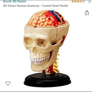 4D Human Anatomy Cranial nerve skull